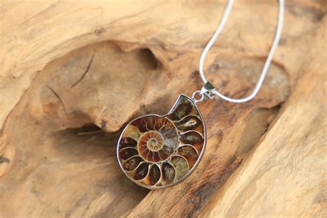 fossil jewelry.